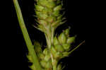 Fuzzy wuzzy sedge